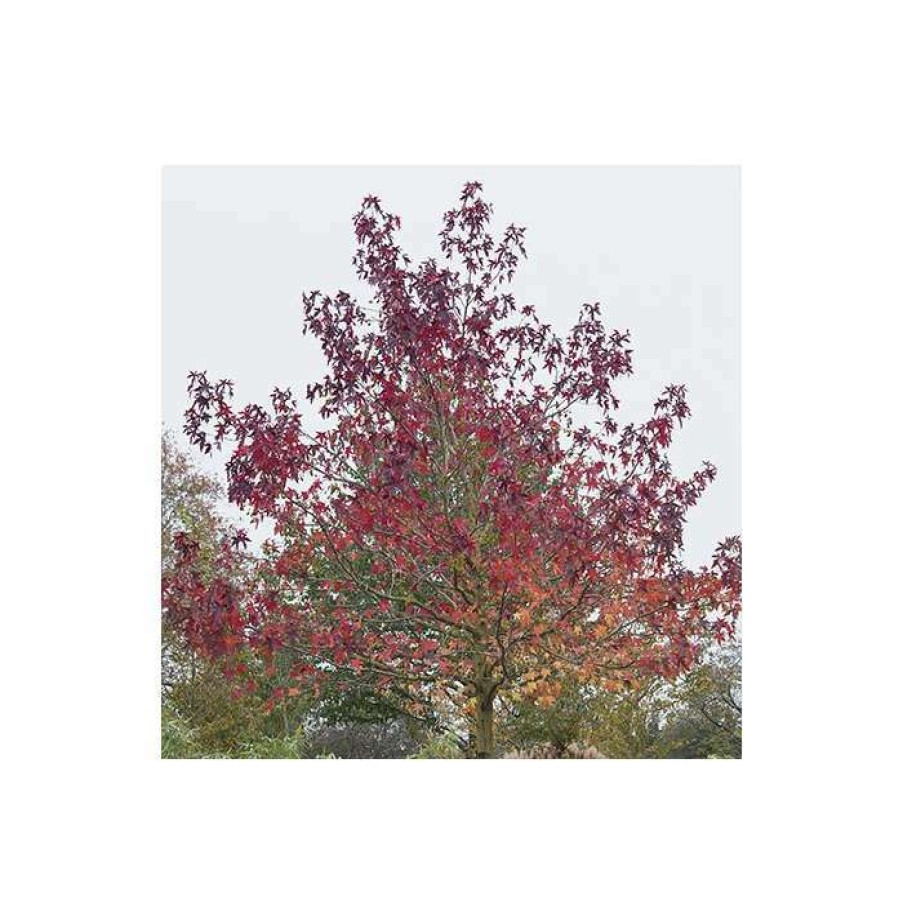 Ornamental Trees * | Liquidambar Styraciflua 'Worplesdon' | Sweet Gum Tree