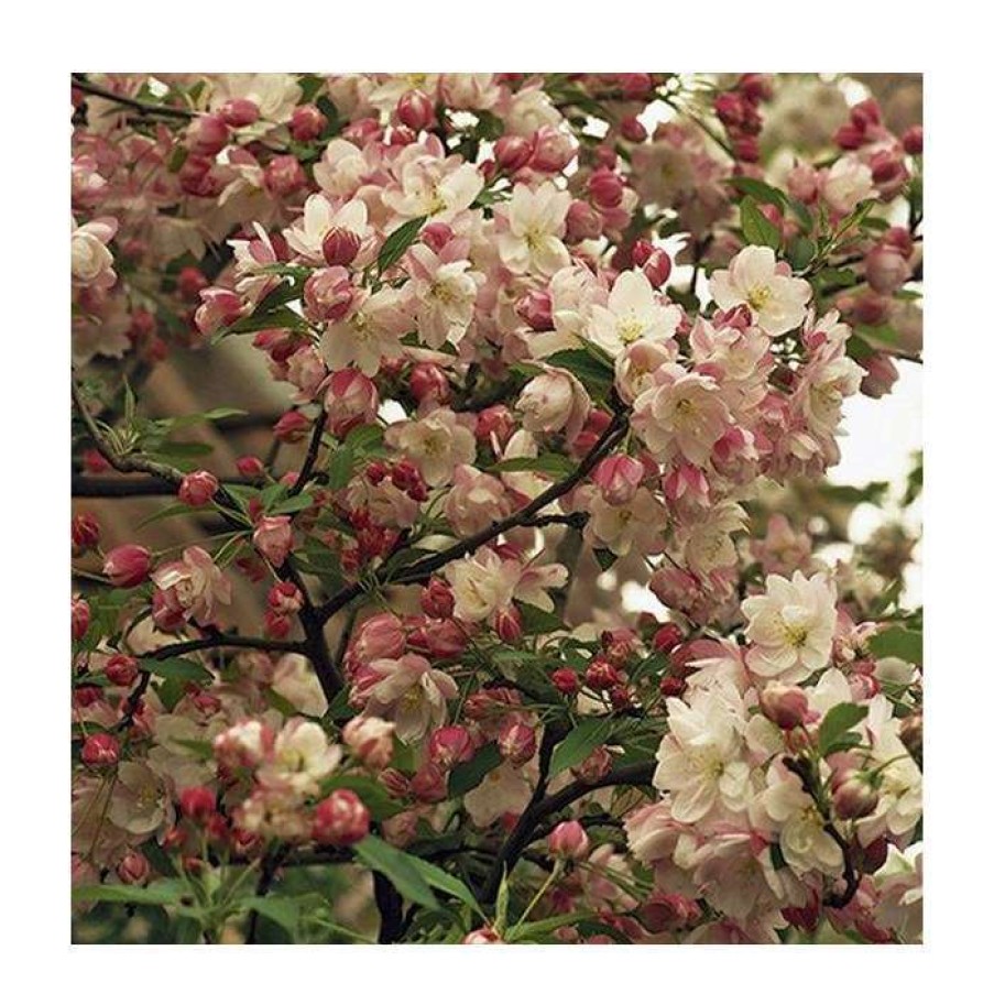 Winter Interest Plants * | Malus 'Pink Perfection' | Crabapple Tree