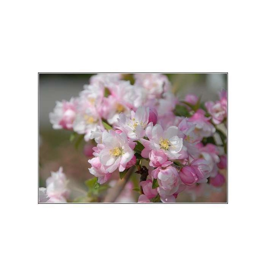 Winter Interest Plants * | Malus 'Pink Perfection' | Crabapple Tree