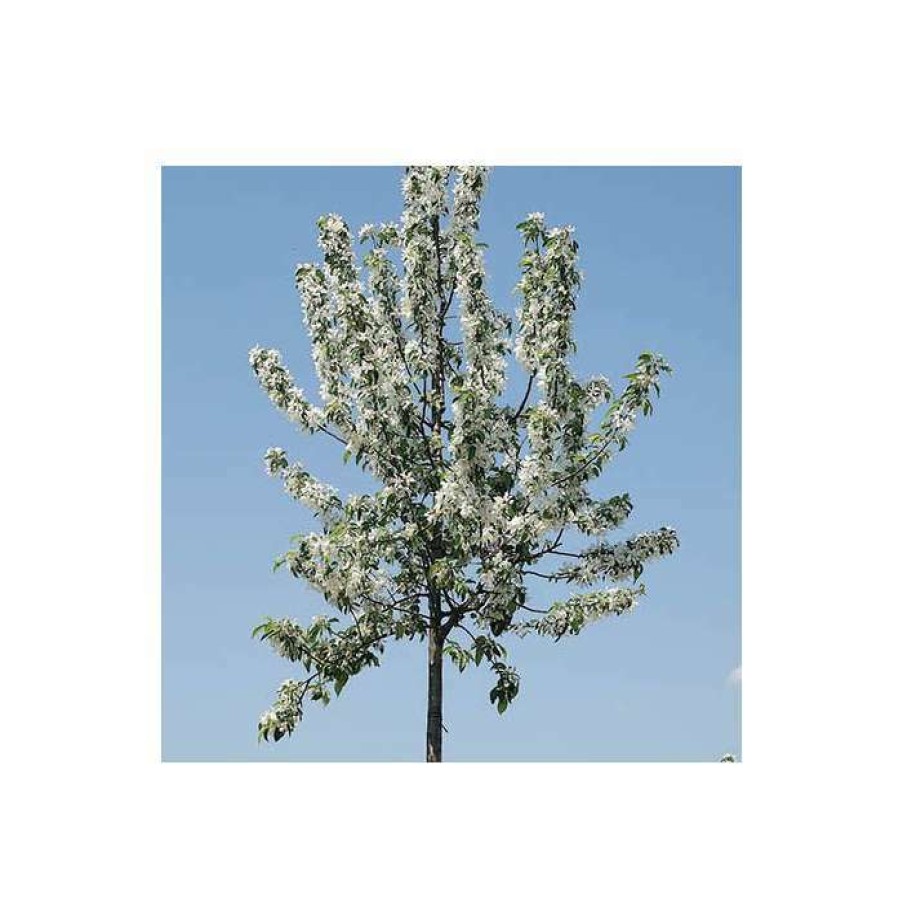 Ornamental Trees * | Malus 'John Downie' | Crab Apple Tree | 12L Pot | 150-180Cm | By Frank P Matthews