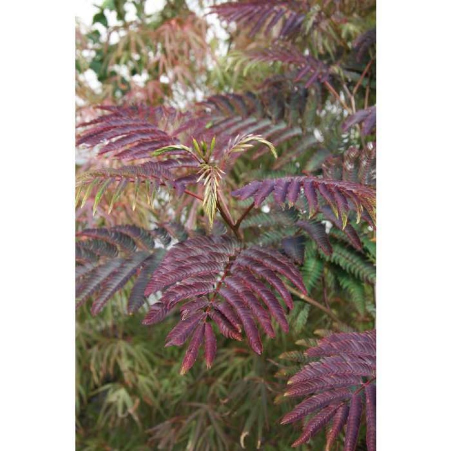 Ornamental Trees * | Albizia Julibrissin 'Summer Chocolate' (Pbr) | Silk Tree | 12L Pot | 150-180Cm | By Frank P Matthews