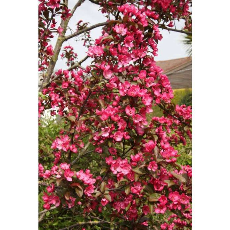 Ornamental Trees * | Malus 'Prairifire' | Crab Apple Tree | 12L Pot | 150-180Cm | By Frank P Matthews