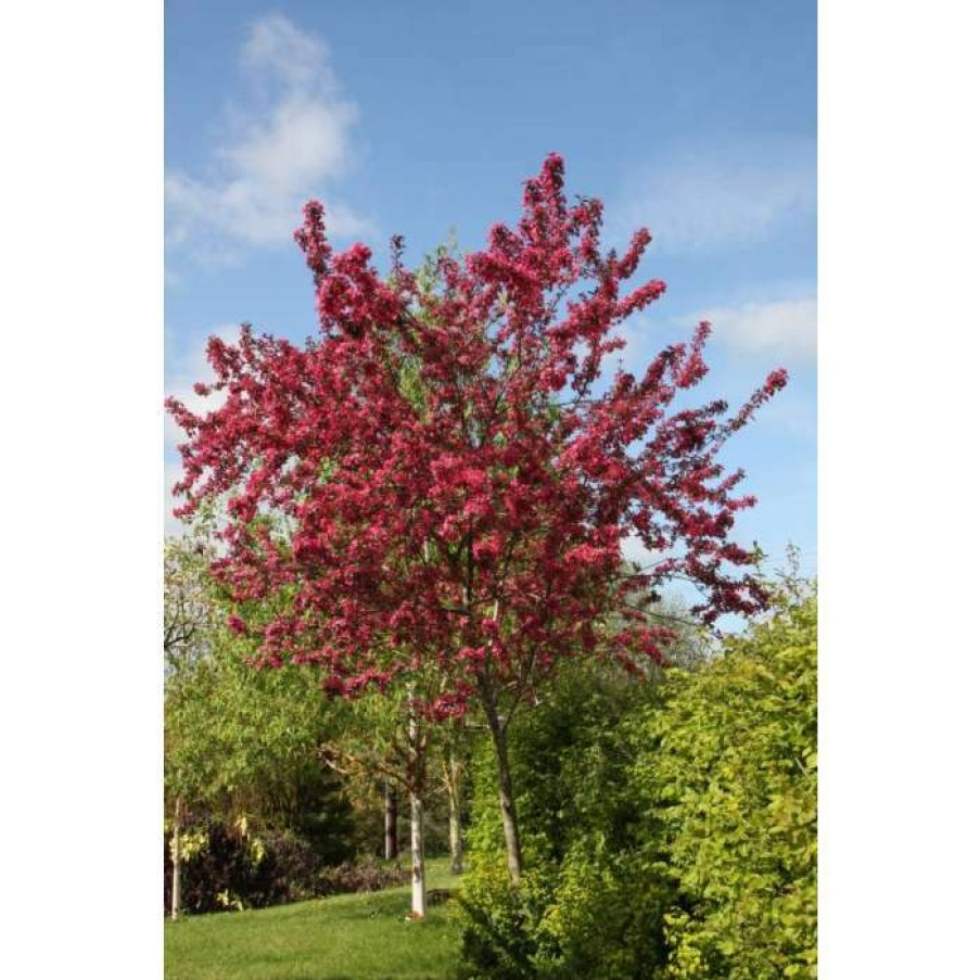 Ornamental Trees * | Malus 'Prairifire' | Crab Apple Tree | 12L Pot | 150-180Cm | By Frank P Matthews