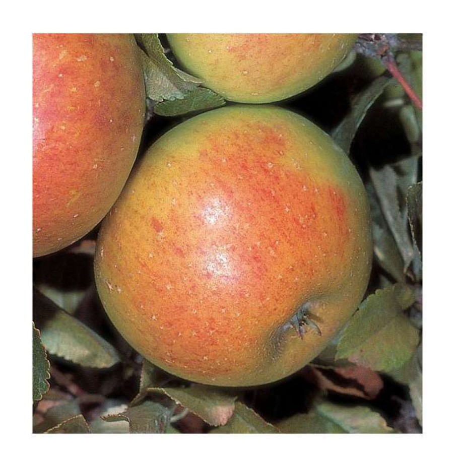 Fruit Trees * | 5Ft 'Sunset' Dessert Apple Tree | Mm106 Semi Vigorous Rootstock | 12L Pot | By Frank P Matthews