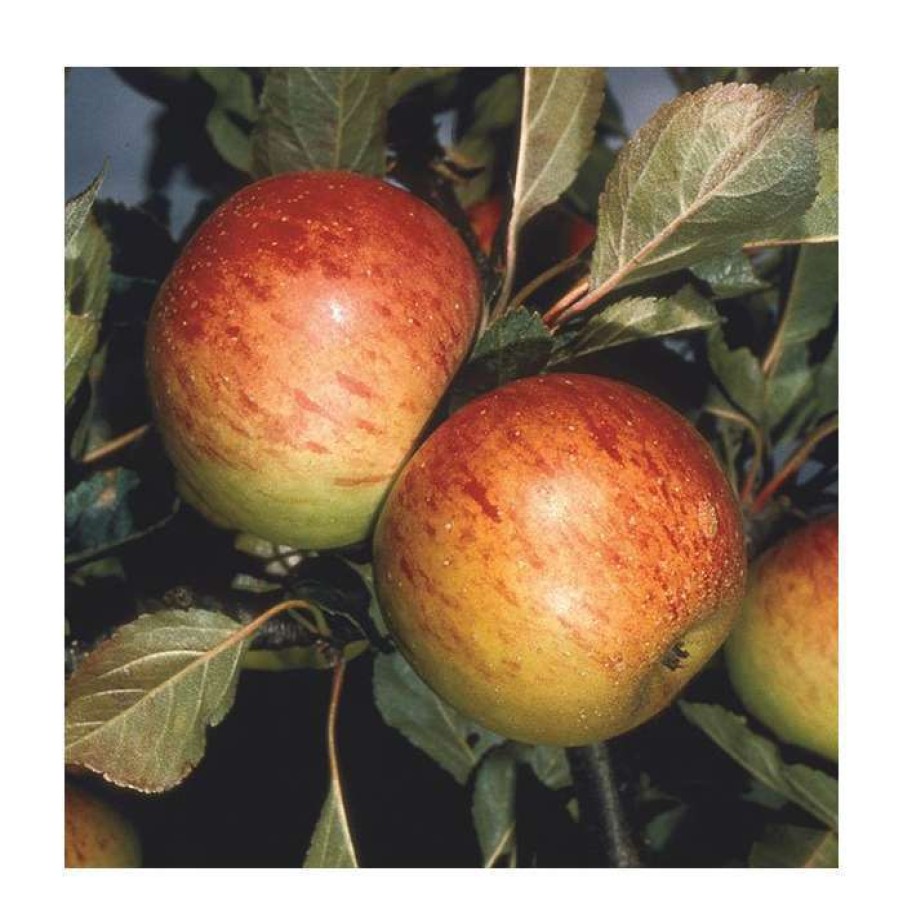 Fruit Trees * | 5Ft 'Sunset' Dessert Apple Tree | Mm106 Semi Vigorous Rootstock | 12L Pot | By Frank P Matthews