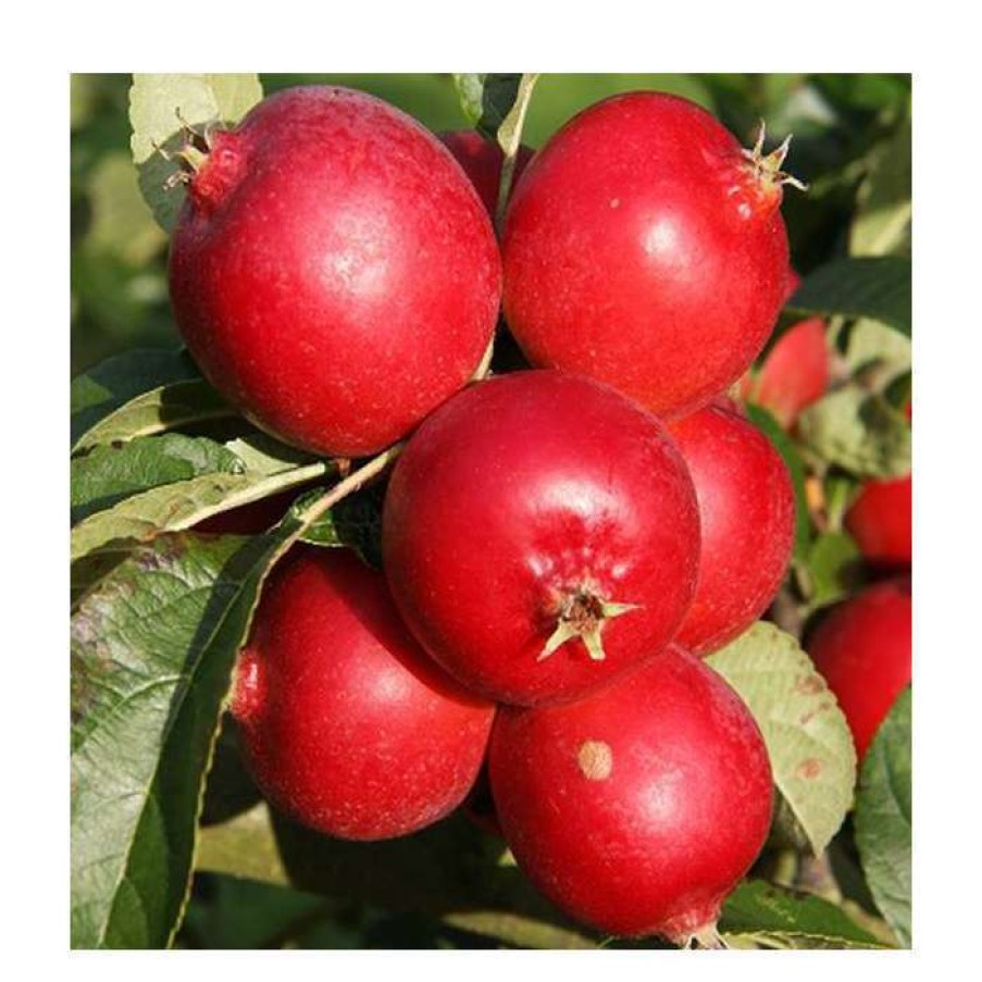 Ornamental Trees * | Malus 'Rosehip' | Crab Apple Tree | 12L Pot | 150-180Cm | By Frank P Matthews