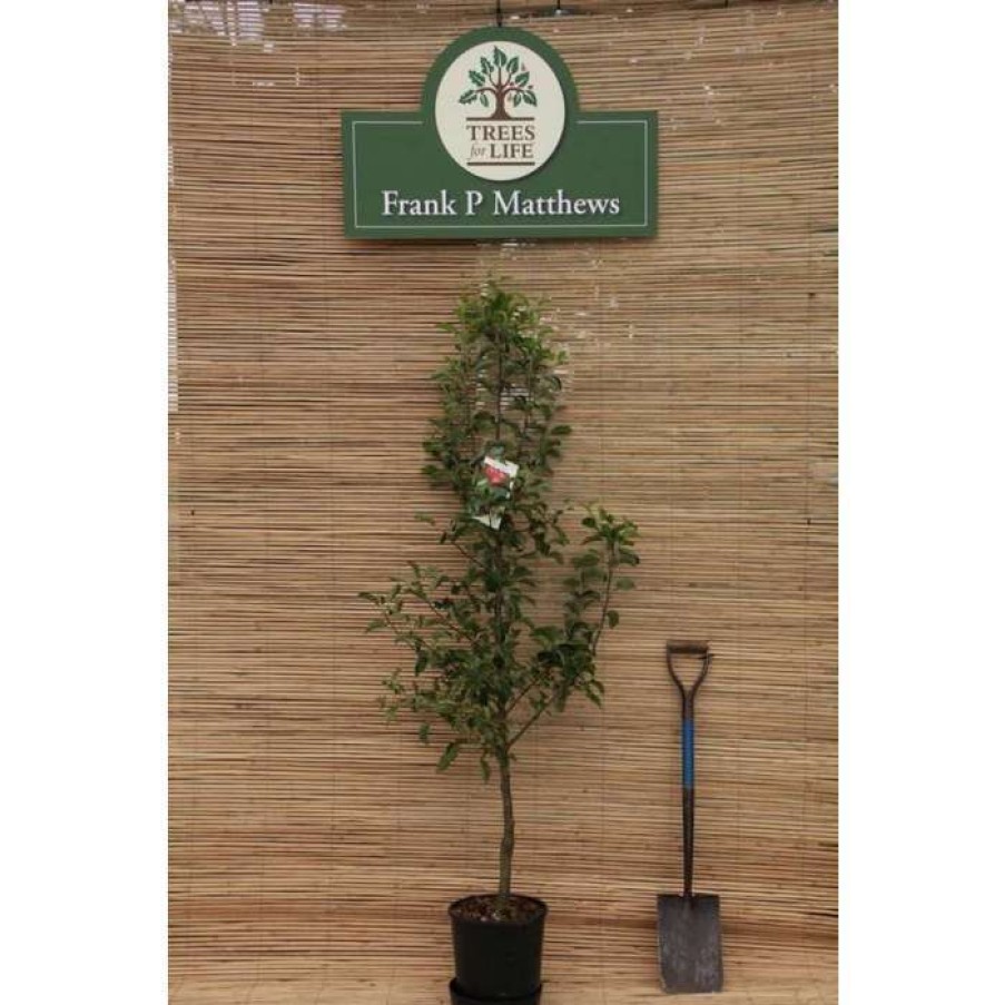 Ornamental Trees * | Malus 'Rosehip' | Crab Apple Tree | 12L Pot | 150-180Cm | By Frank P Matthews