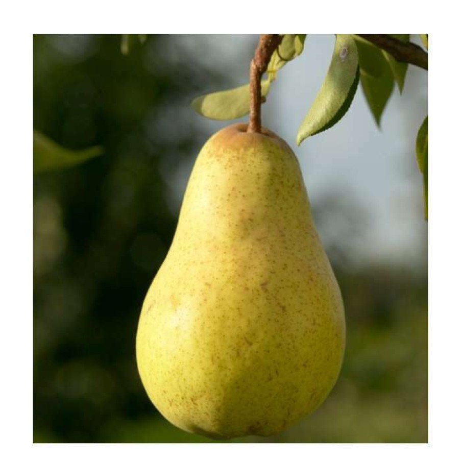 Fruit Trees * | 4-5Ft 'Williams' Bon Chretien' Pear Tree | Quince A Semi Dwarfing Rootstock | 9L Pot