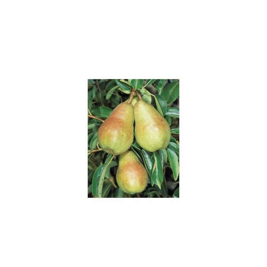 Fruit Trees * | 4-5Ft 'Williams' Bon Chretien' Pear Tree | Quince A Semi Dwarfing Rootstock | 9L Pot