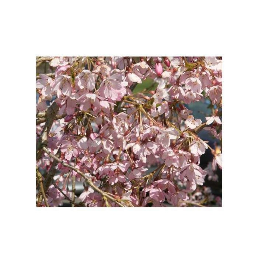 Ornamental Trees * | Prunus Pendula 'Pendula Rubra' | Cherry Blossom Tree