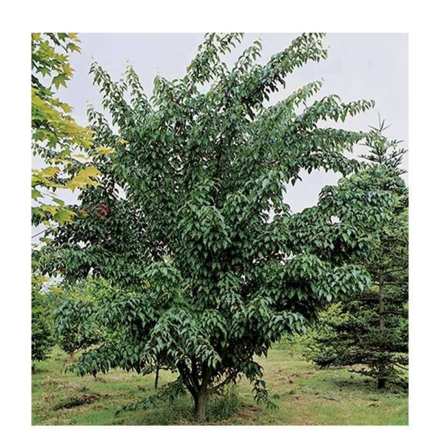 Ornamental Trees * | Acer Davidii 'George Forrest' | Snakebark Maple Tree | 9L Pot | 120-150Cm