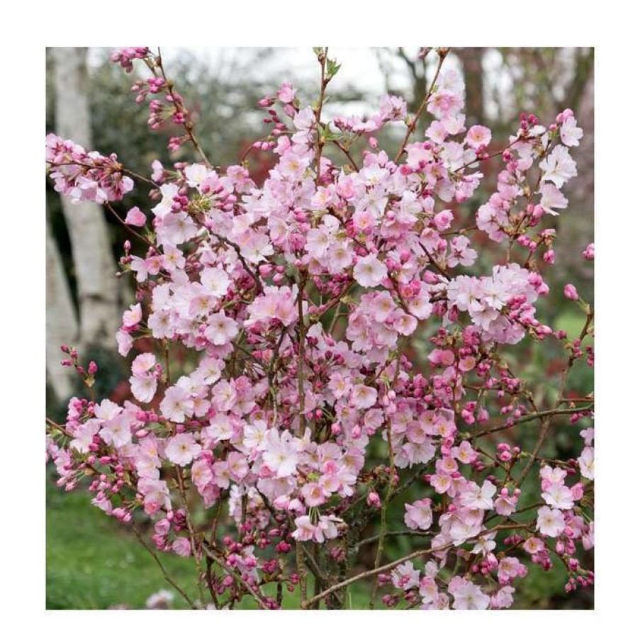 Ornamental Trees * | Prunus 'Accolade' | Cherry Blossom Tree