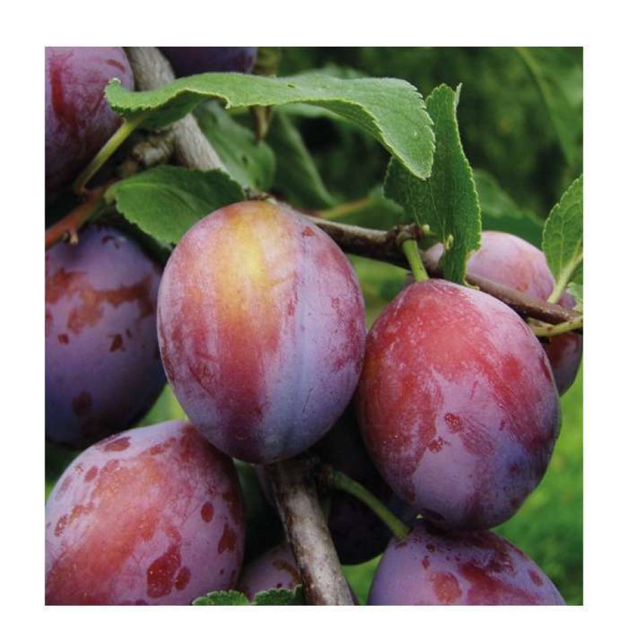 Fruit Trees * | 5Ft 'Opal' Plum Tree | Sja Semi Vigorous Rootstock | 12L Pot | By Frank P Matthews