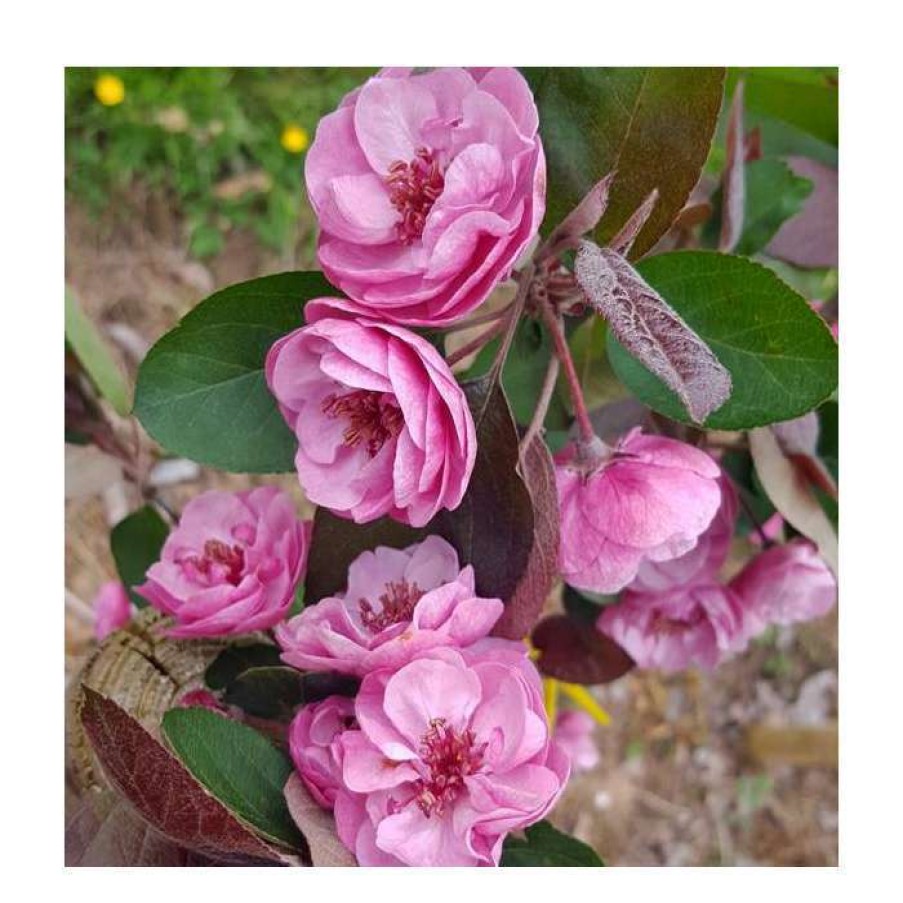 Ornamental Trees * | Malus 'Scarlet Brandywine' (Pbr) | Crab Apple Tree | 12L Pot | 150-180Cm | By Frank P Matthews