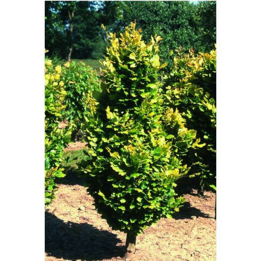 Ornamental Trees * | Fagus Sylvatica 'Dawyck Gold' | Golden Fastigiate Beech Tree | 12L Pot | 150-180Cm | By Frank P Matthews