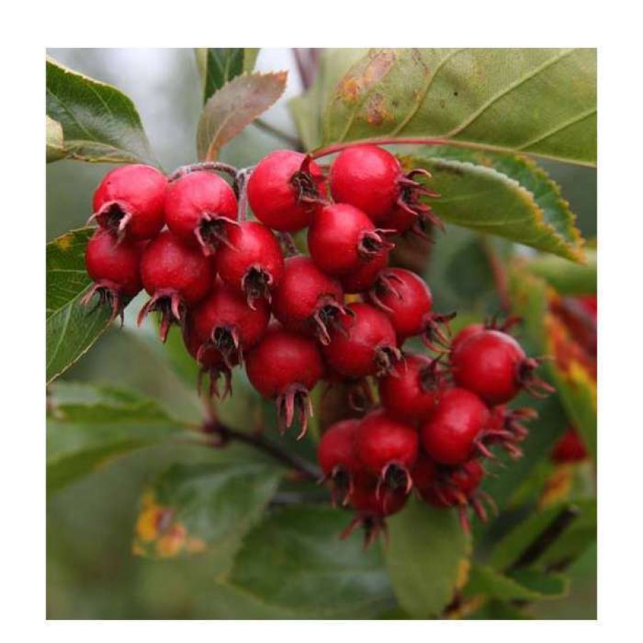 Ornamental Trees * | Crataegus Succulenta 'Jubilee' | 12L Pot | 150-180Cm | By Frank P Matthews