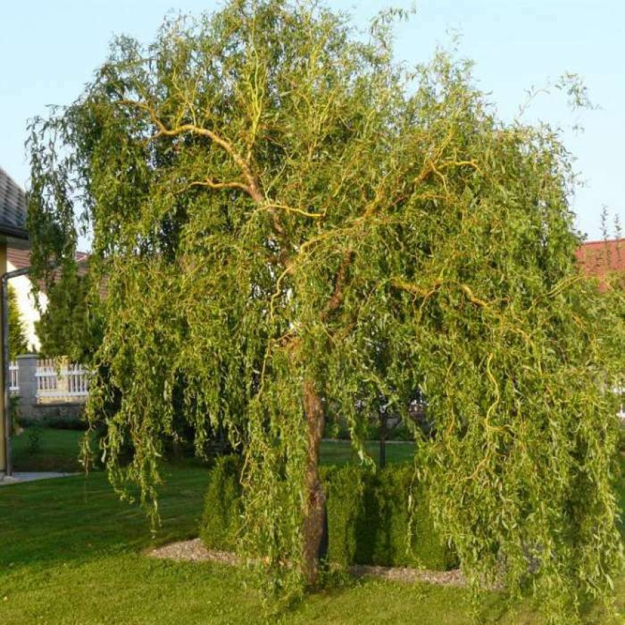 Winter Interest Plants * | Corkscrew Willow | Salix Matsudana 'Tortousa'