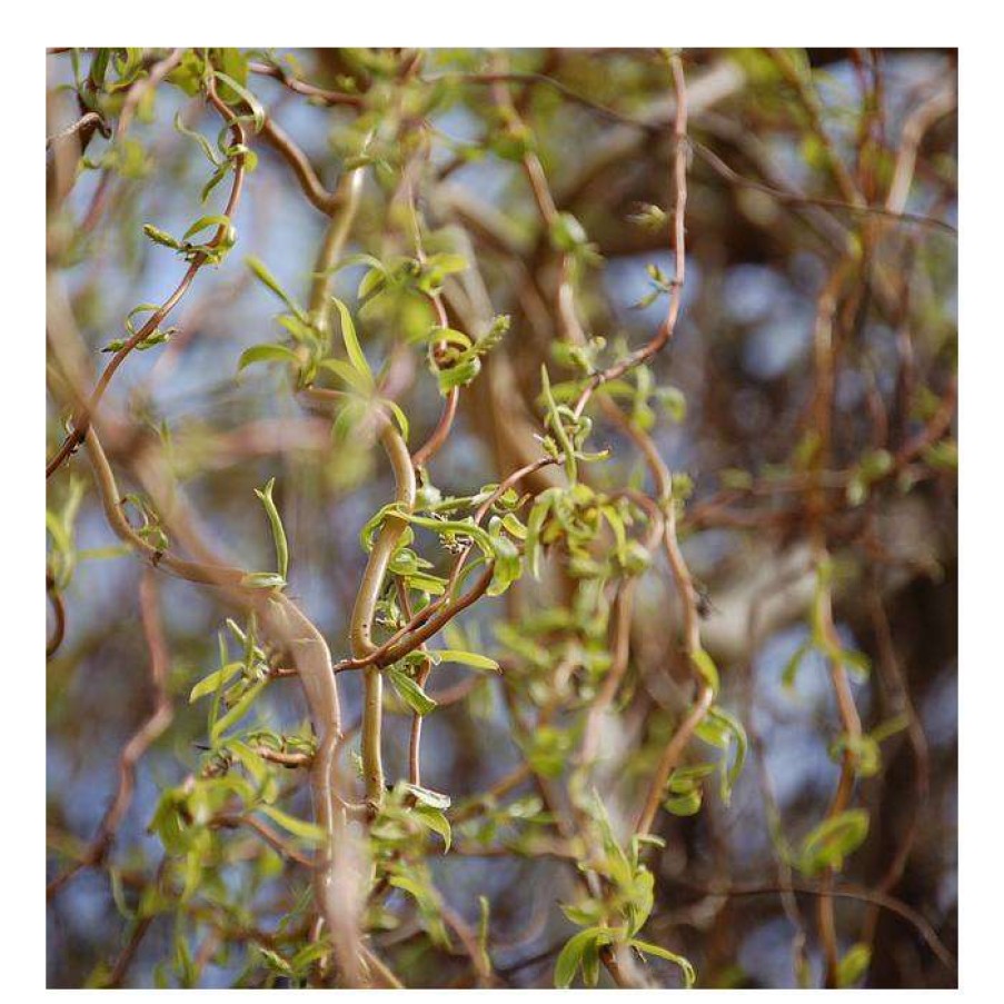 Winter Interest Plants * | Corkscrew Willow | Salix Matsudana 'Tortousa'