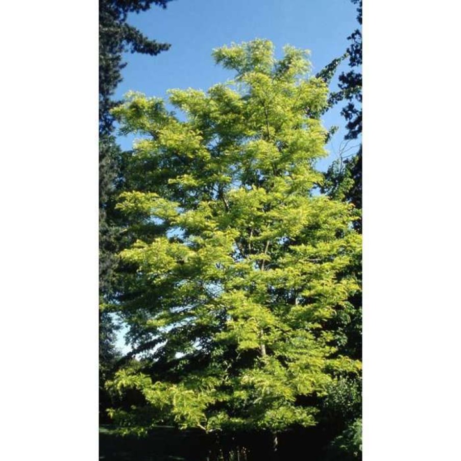 Ornamental Trees * | Gleditsia Triacanthos 'Sunburst' | Golden Honey Locust Tree | 12L Pot | 150-180Cm | By Frank P Matthews