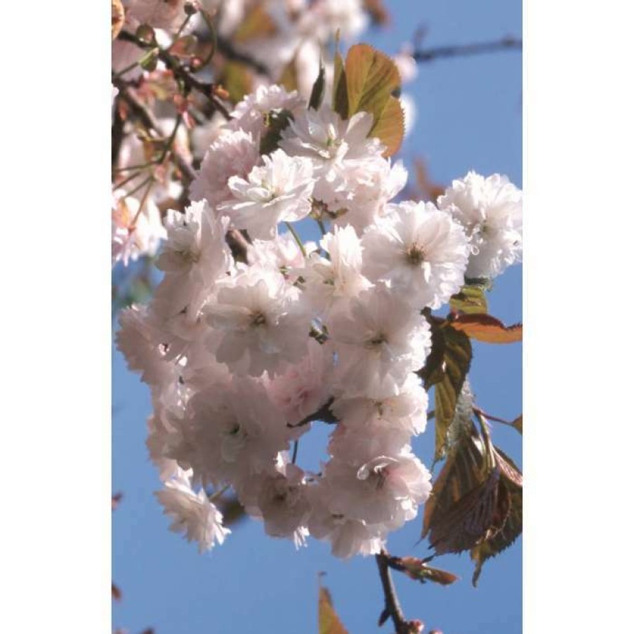 Ornamental Trees * | Prunus 'Spring Snow' | Cherry Blossom Tree | 12L Pot | 150-180Cm | By Frank P Matthews