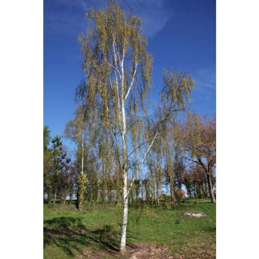 Ornamental Trees * | Betula Pendula Subsp. Pendula 'Tristis' | Birch Tree | 12L Pot | 150-180Cm | By Frank P Matthews