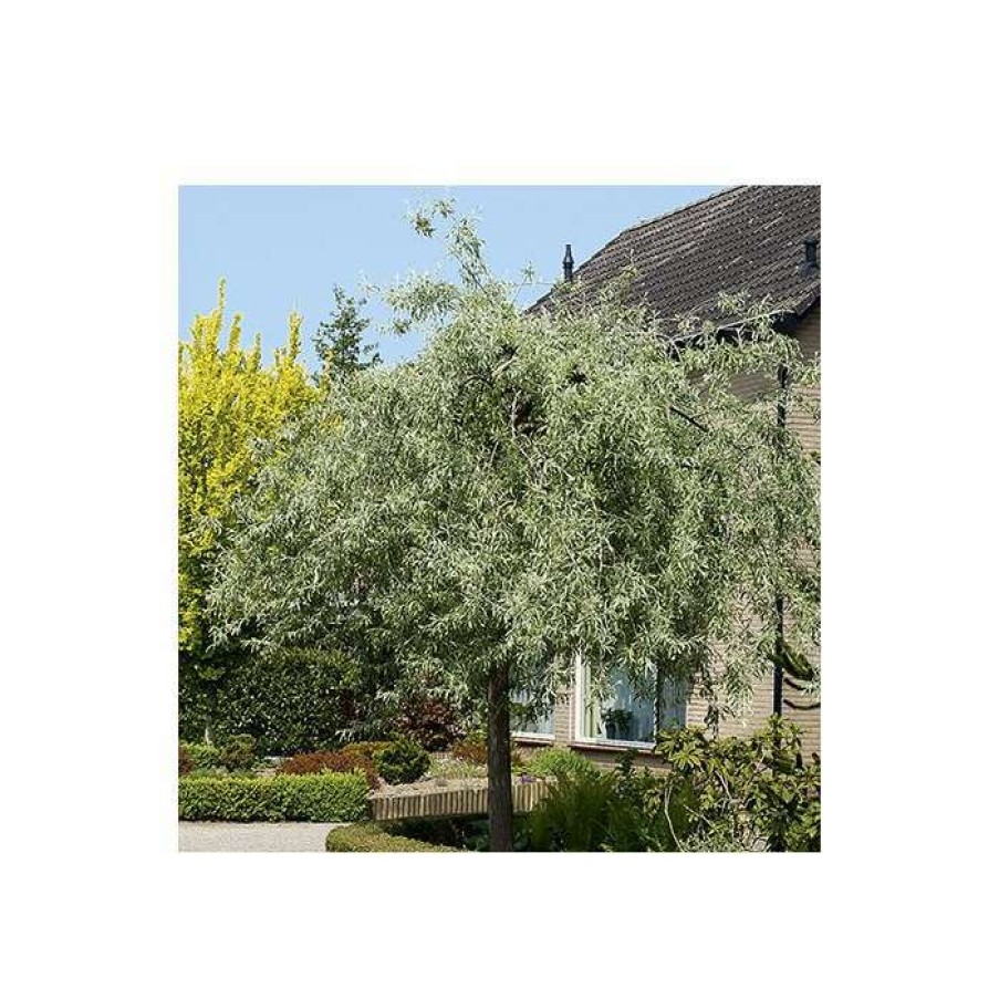 Ornamental Trees * | Weeping Pear Tree | Pyrus Salicifolia 'Pendula'