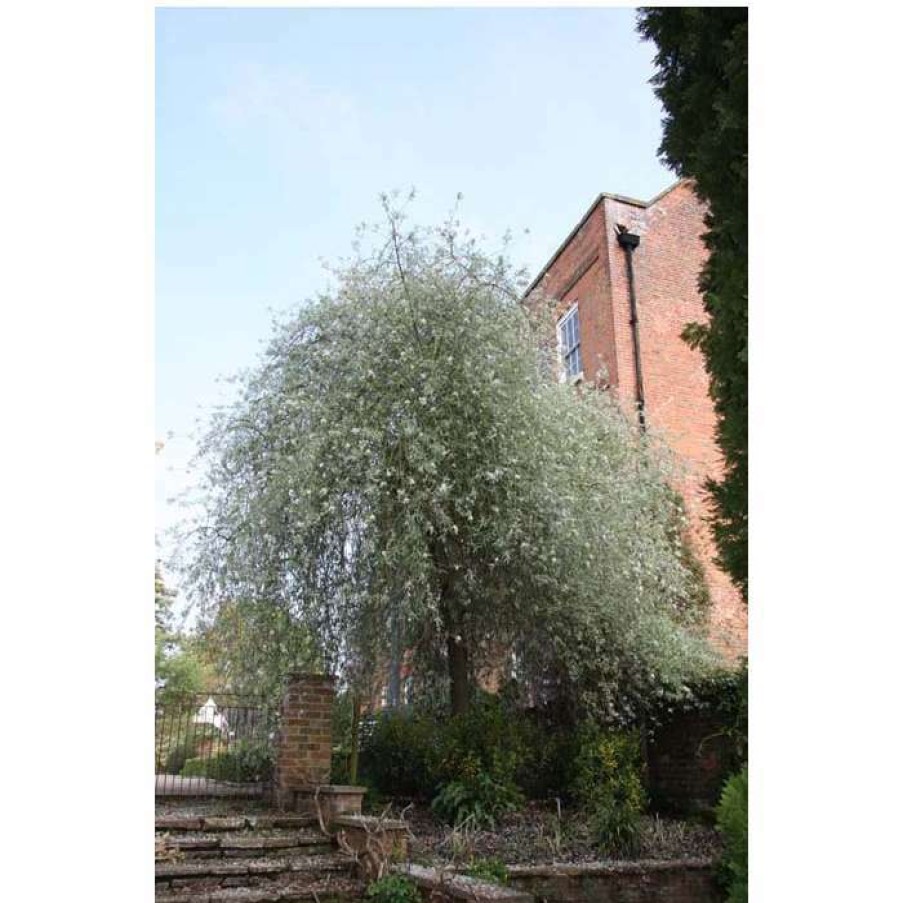 Ornamental Trees * | Weeping Pear Tree | Pyrus Salicifolia 'Pendula'