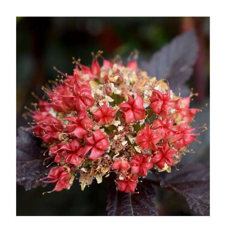 Ornamental Trees * | Physocarpus Opulifolius 'Diabolo' (Pbr) | 12L Pot | 150-180Cm | By Frank P Matthews