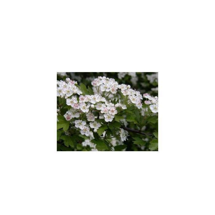 Ornamental Trees * | Crataegus Lavalleei 'Carrierei' | Hawthorn Tree | 9L Pot | 120-150Cm