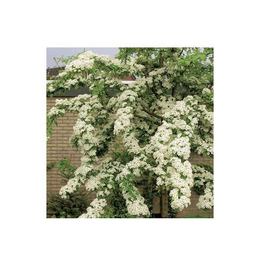 Ornamental Trees * | Crataegus Lavalleei 'Carrierei' | Hawthorn Tree | 9L Pot | 120-150Cm