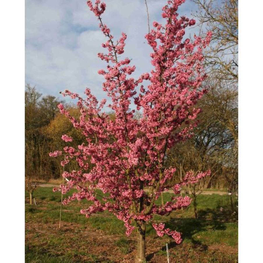 Ornamental Trees * | Prunus 'Kursar' | Small Flowering Cherry Blossom Tree | 12L Pot | 150-180Cm | By Frank P Matthews