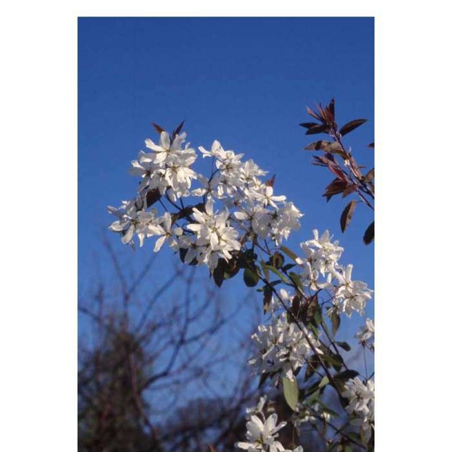 Ornamental Trees * | Amelanchier Laevis 'Snowflakes' | Smooth Serviceberry Tree | 12L Pot | 150-180Cm | By Frank P Matthews