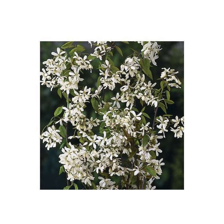 Ornamental Trees * | Amelanchier Laevis 'Snowflakes' | Smooth Serviceberry Tree | 12L Pot | 150-180Cm | By Frank P Matthews