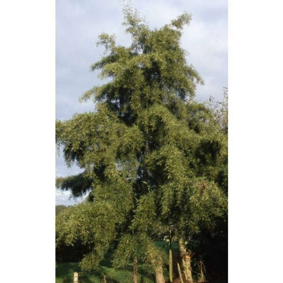 Ornamental Trees * | Alnus Glutinosa 'Imperialis' | Alder Tree | 12L Pot | 150-180Cm | By Frank P Matthews