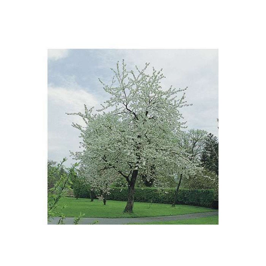 Ornamental Trees * | Prunus Avium 'Plena' | Cherry Blossom Tree | 12L Pot | 150-180Cm | By Frank P Matthews