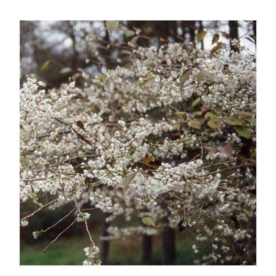 Ornamental Trees * | Prunus Incisa 'Praecox' | Cherry Blossom Tree | 11.5L Pot Top Worked At 45Cm | 150-180Cm | By Frank P Matthews