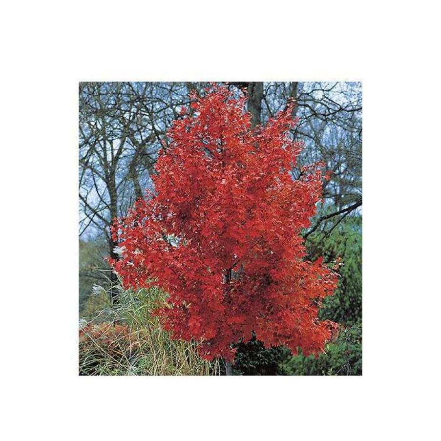 Ornamental Trees * | Acer Rubrum 'October Glory' | Red Maple Tree | 12L Pot | 150-180Cm | By Frank P Matthews