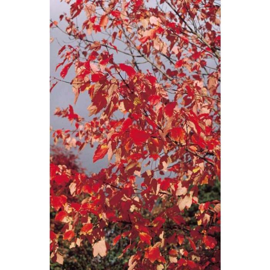 Ornamental Trees * | Acer Rubrum 'October Glory' | Red Maple Tree | 12L Pot | 150-180Cm | By Frank P Matthews