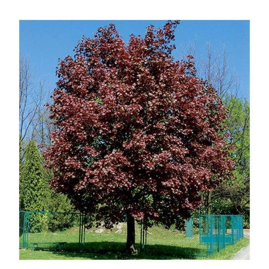 Ornamental Trees * | Acer Platanoides 'Crimson King' | Purple Norway Maple Tree | 12L Pot | 150-180Cm | By Frank P Matthews