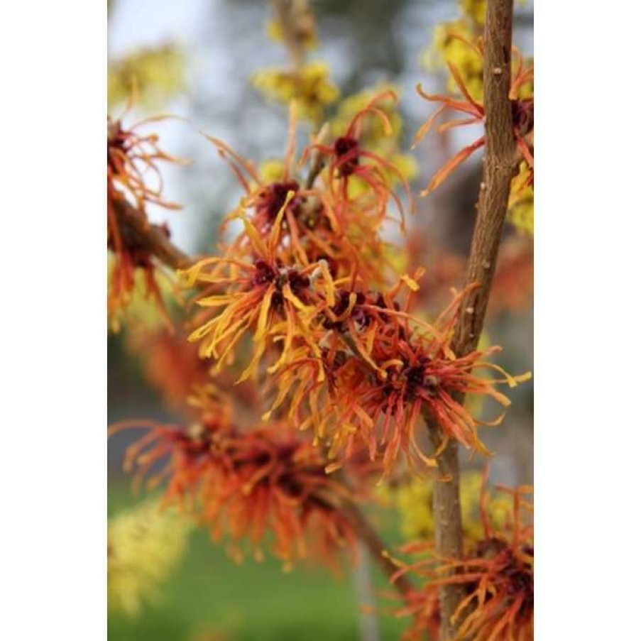 Winter Interest Plants * | Hamamelis X Intermedia 'Jelena' | Orange Witch Hazel Tree | 12L Pot | 150-180Cm | By Frank P Matthews