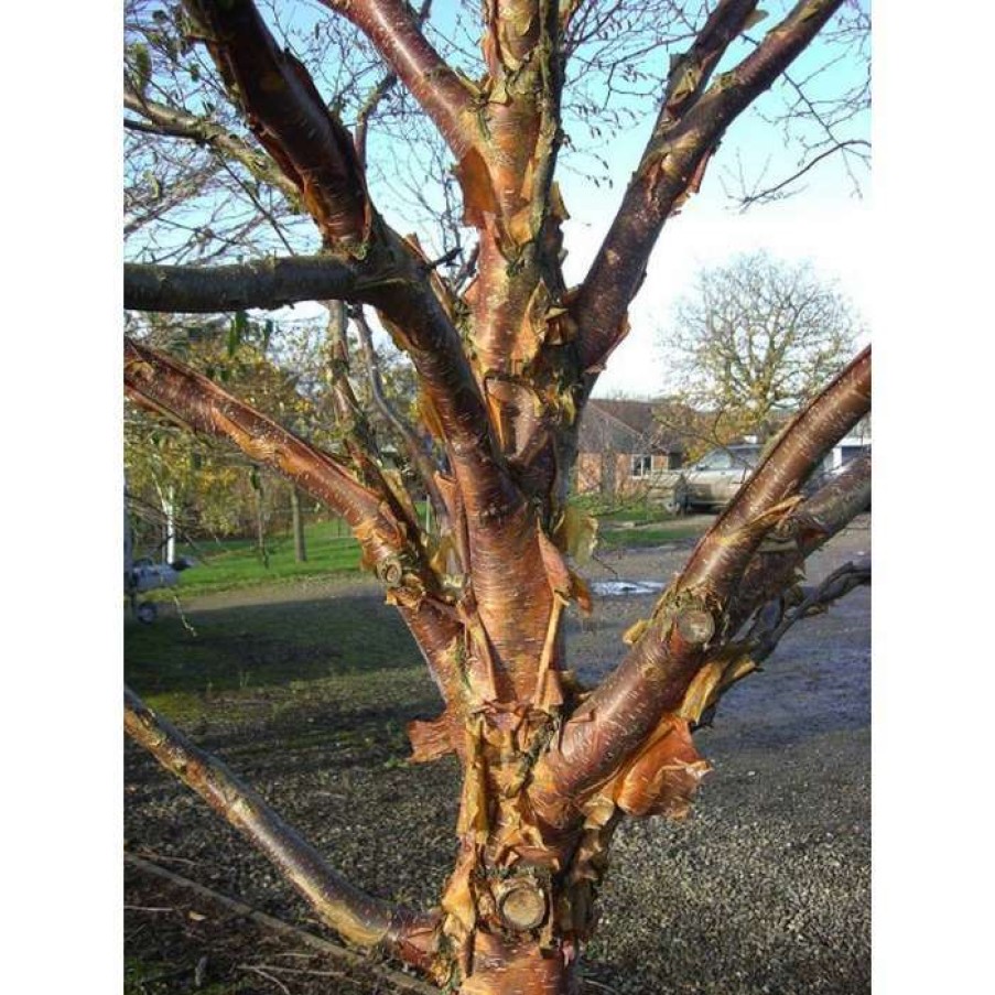 Ornamental Trees * | Betula 'Dark-Ness' | Himalayan Birch Tree | 12L Pot | 150-180Cm | By Frank P Matthews