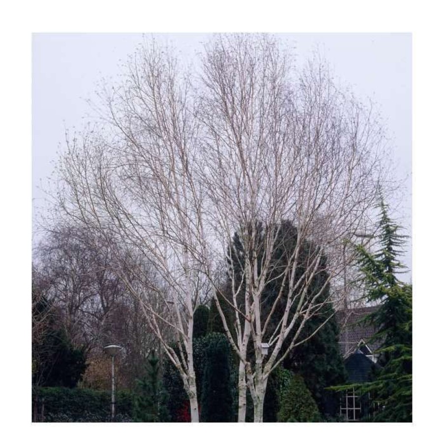 Ornamental Trees * | Betula Pendula 'Crimson Frost' | Silver Birch Tree | 9L Pot | 120-150Cm