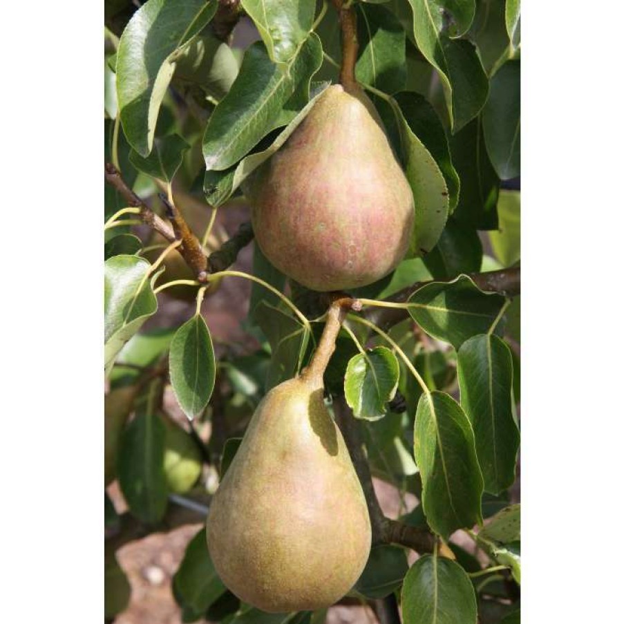 Fruit Trees * | 5Ft 'Onward' Pear Tree | Quince A Semi Dwarfing Rootstock | 12L Pot | By Frank P Matthews