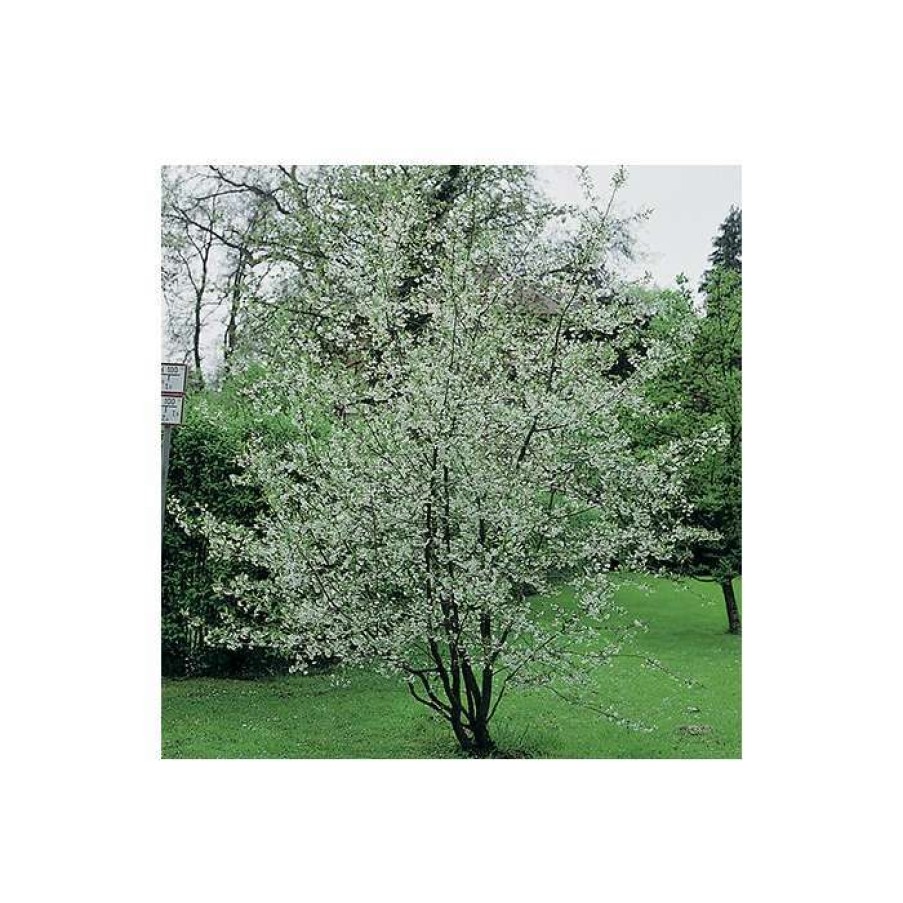 Ornamental Trees * | 4-5Ft Winter Flowering Cherry Blossom Tree | 9L Pot | Prunus X Sub Autumnalis