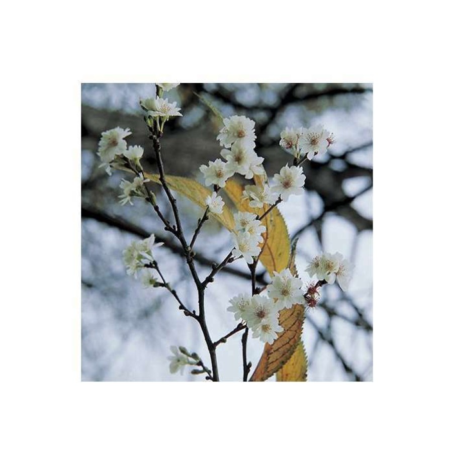 Ornamental Trees * | 4-5Ft Winter Flowering Cherry Blossom Tree | 9L Pot | Prunus X Sub Autumnalis