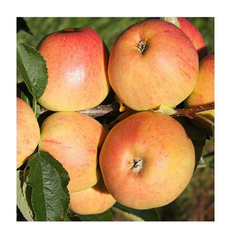 Fruit Trees * | 4Ft 'Winter Gem' Patio Dessert Apple Tree | M27 Dwarfing Rootstock | 11.5L Pot | By Frank P Matthews