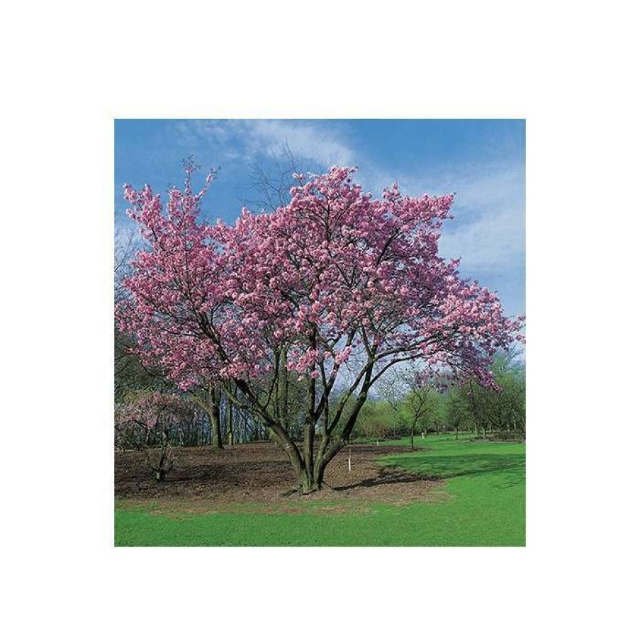 Ornamental Trees * | Prunus Sargentii | Cherry Blossom Tree