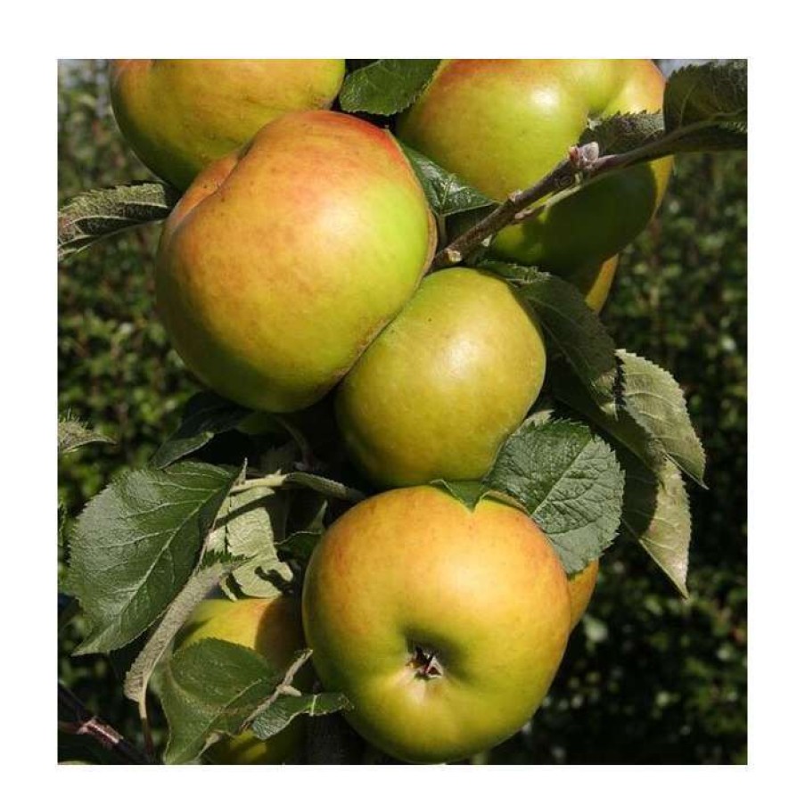 Fruit Trees * | 5Ft 'Bramley 20' Cooking Apple Tree| Mm106 Semi Vigorous Rootstock | 12L Pot | By Frank P Matthews