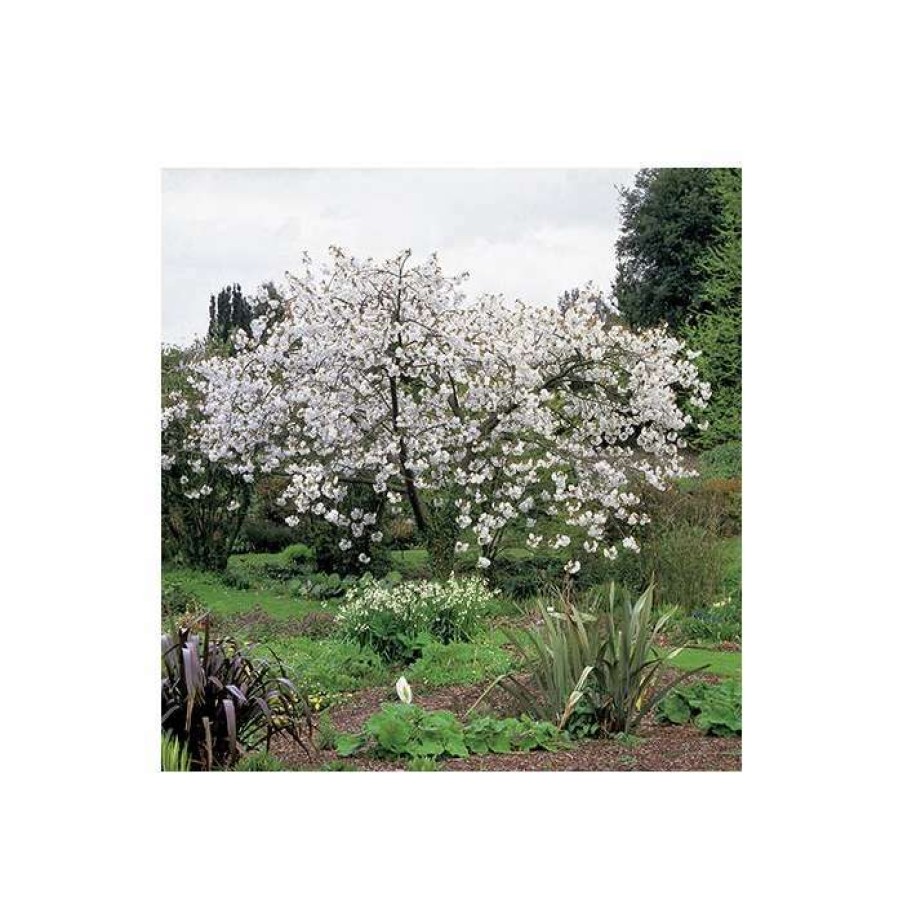 Ornamental Trees * | Prunus 'Tai Haku' | Great White Cherry Blossom Tree | 12L Pot | 150-180Cm | By Frank P Matthews