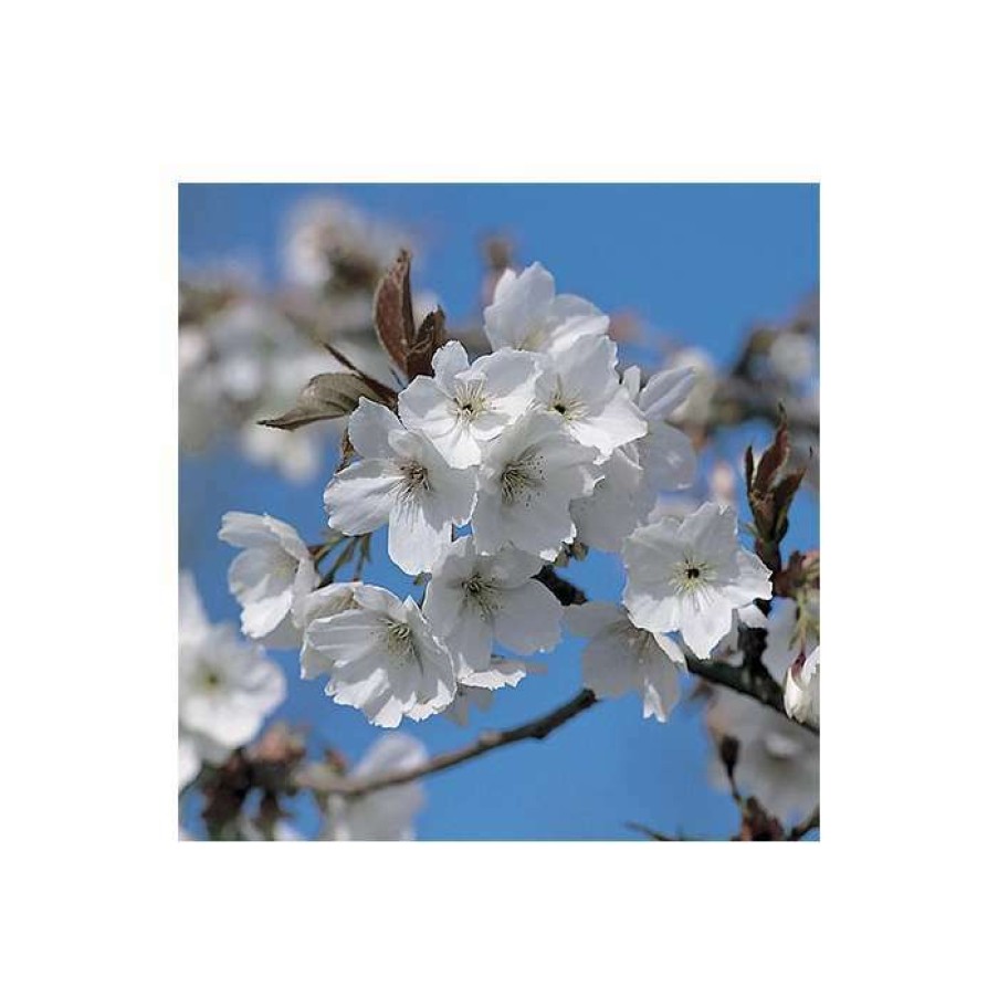 Ornamental Trees * | Prunus 'Tai Haku' | Great White Cherry Blossom Tree | 12L Pot | 150-180Cm | By Frank P Matthews